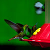 Coppery-headed Emerald Hummingbird(male)