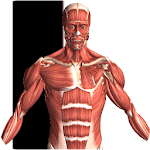 Cover Image of Download Visual Anatomy 2 2.0 APK
