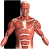 Visual Anatomy 23.0