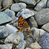 Provençal Fritillary