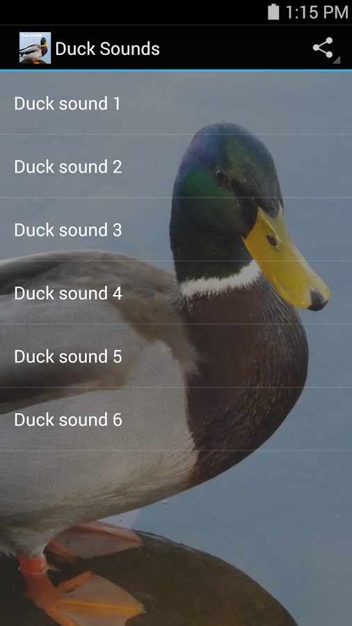 Duck Sounds Android Apps on Google Play