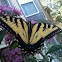 Canadian Tiger Swallowtail butterfly
