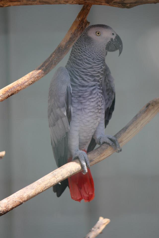 Papagaio-cinzento
