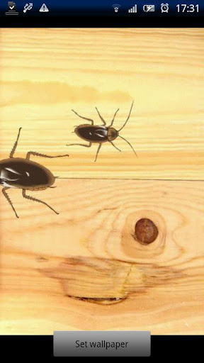 Roaches Live Wallpaper v1.0