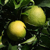 orange tree(laranjeira)