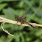 4-spotted Chaser