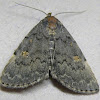 Common Idia Moth