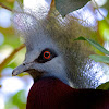 Southern Crowned Pigeon