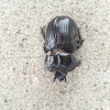 Rhinoceros beetle