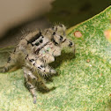Canopy jumping spider