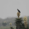 White-tailed Hawk