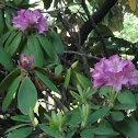 Rhododendron (Catawba Rhododendron)