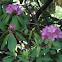 Rhododendron (Catawba Rhododendron)