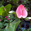 Flamingo Flower
