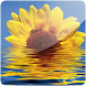 3D Sunflower II