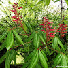 Red Buckeye