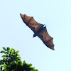 The Indian flying fox - flying