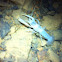 Tennessee Cave Crayfish