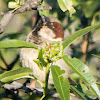 House Sparrow; Gorrión Común