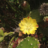 Cactus Prickly Pear "Opuntia"