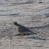 Mourning dove