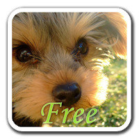 いぬがみ ヨーキー編free 犬のライブ壁紙 Androidアプリ Applion