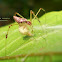 Spider(female) with its egg-sac