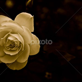 'Alone Rose In The Wind' by Carey Carter - Flowers Single Flower