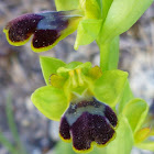 Dark Bee-orchid