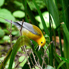 Prothonotary Warbler