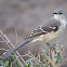 Northern Mockingbird