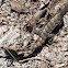 Eastern Fence Lizard