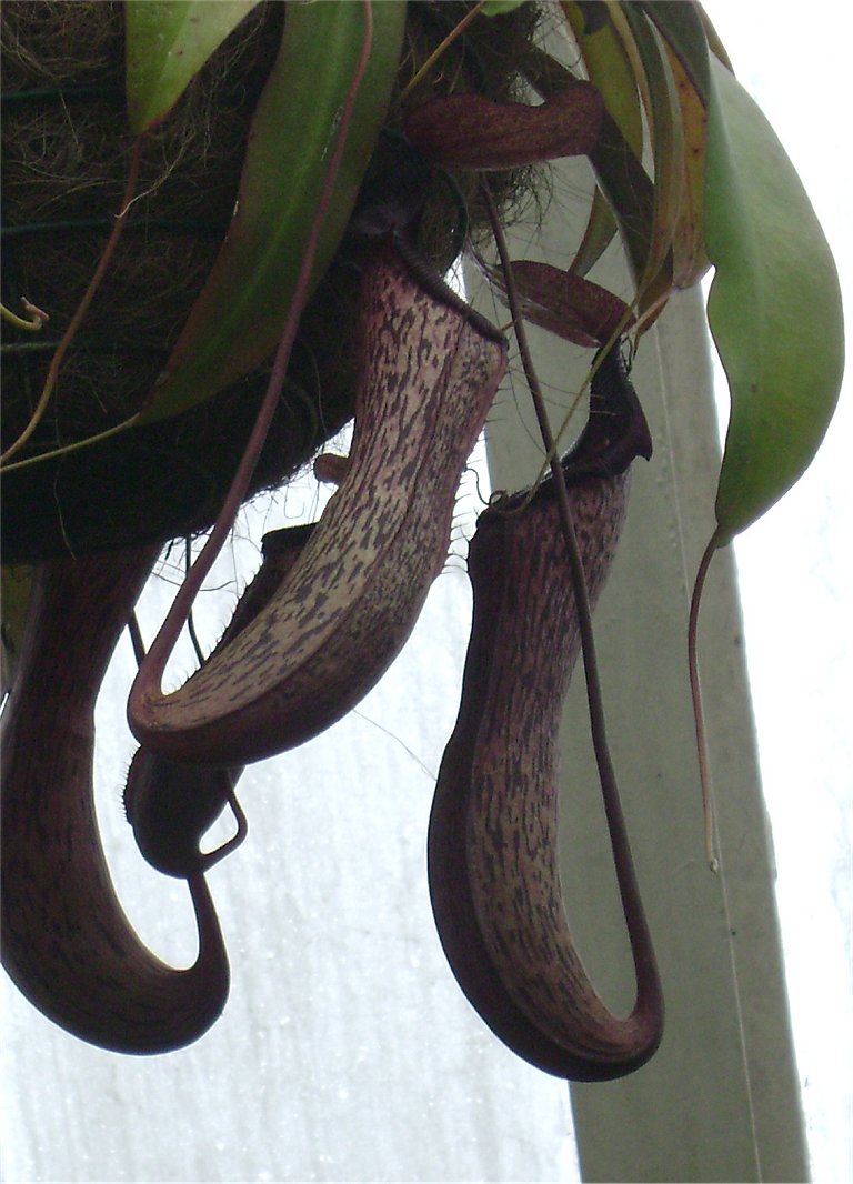 Mindanao pitcher plant hybrid