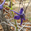 Early Larkspur