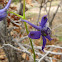 Early Larkspur