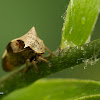 Two-horned leafhopper