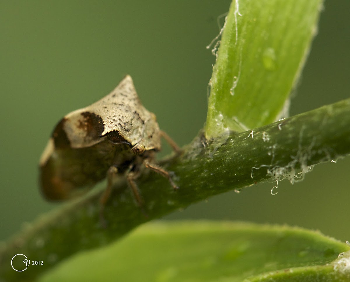 Two-horned leafhopper