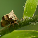 Two-horned leafhopper