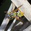 Paper wasp