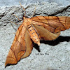 Lesser or Greater Grapevine Looper Moth