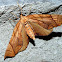Lesser or Greater Grapevine Looper Moth