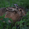 Lepus europaeus