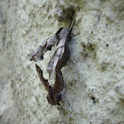 Eyed Sphinx Moth