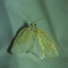 Oak Leafroller Moth