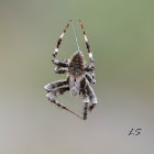 Orb-waver spider