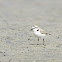 Kentish Plover (male)