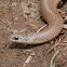 Western smooth earthsnake