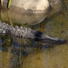 American alligator