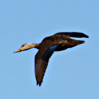 Mottled Duck