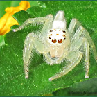 Telamonia Jumping Spider (Female)